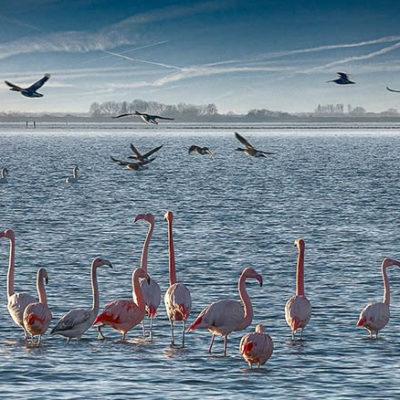 flamingos_battenoord flamingos_battenoord