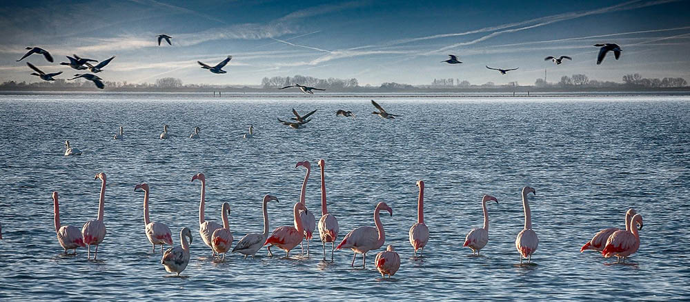 flamingos_battenoord flamingos_battenoord