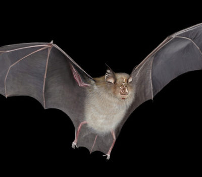 hoefijzerneus hoefijzerneus