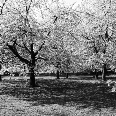 hekken-boomgaardfoto hekken-boomgaardfoto