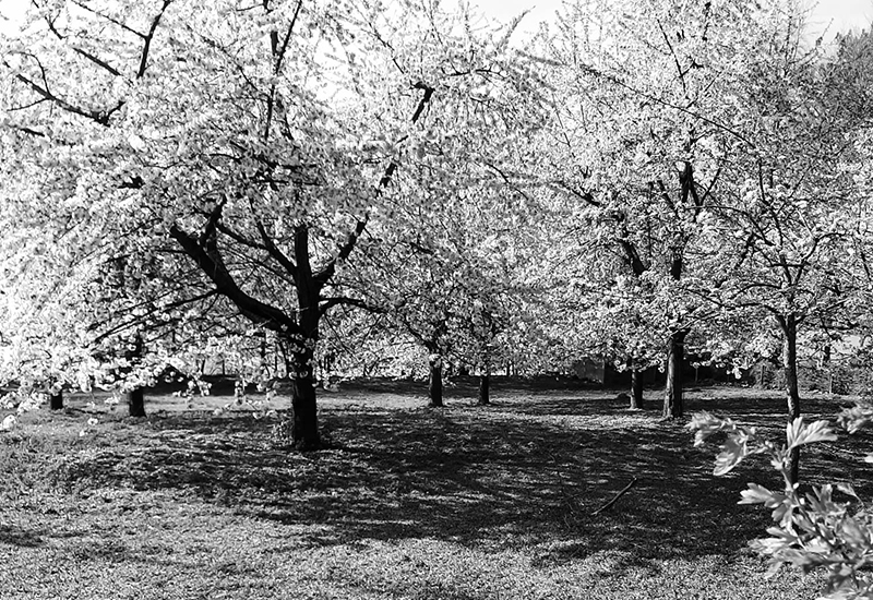 hekken-boomgaardfoto hekken-boomgaardfoto