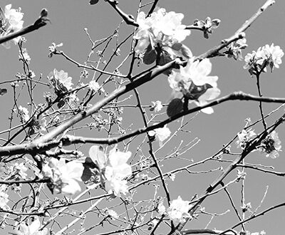 bloemen-hekkens-2 bloemen-hekkens-2