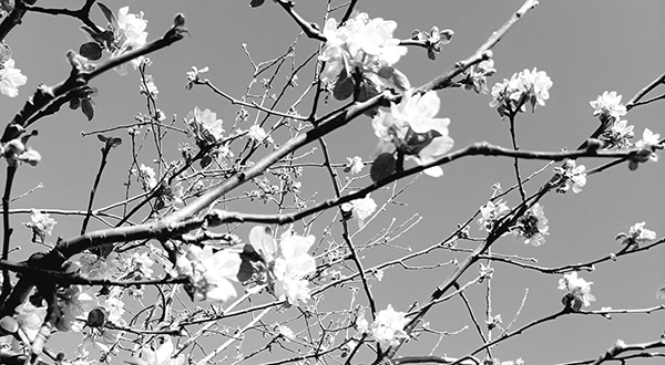 bloemen-hekkens-2 bloemen-hekkens-2