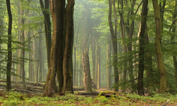 bos bos