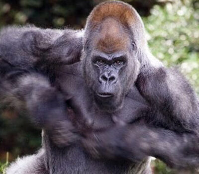 gorilla gorilla