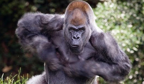 gorilla gorilla