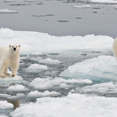 polarbearsmain polarbearsmain